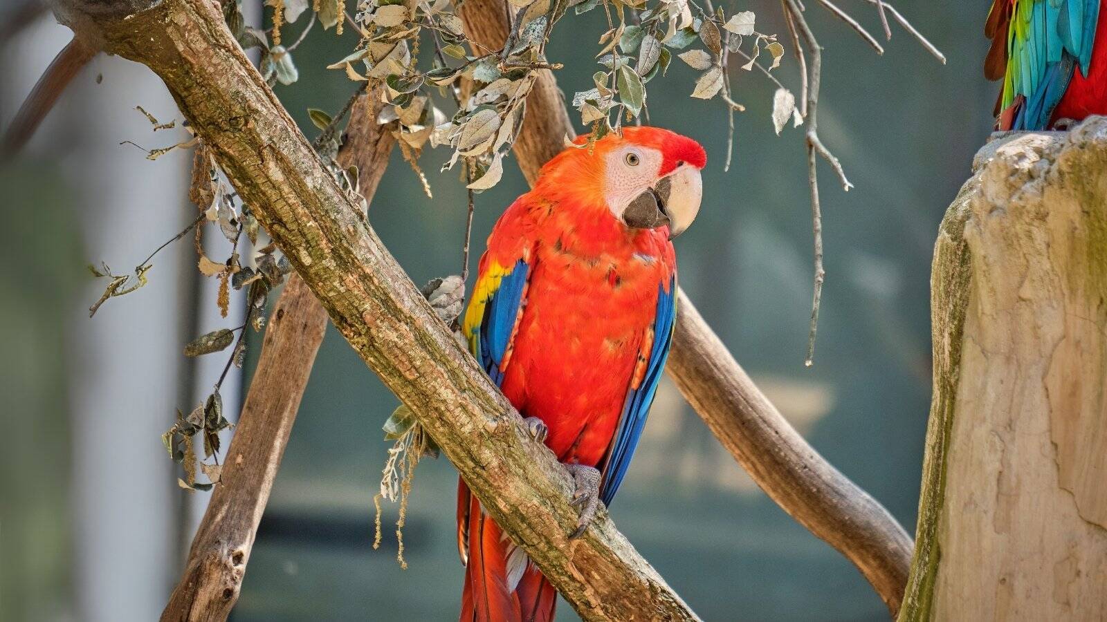 jardin-zoologique-tropical